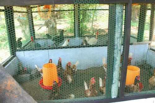 Poultry-rearing2-1
